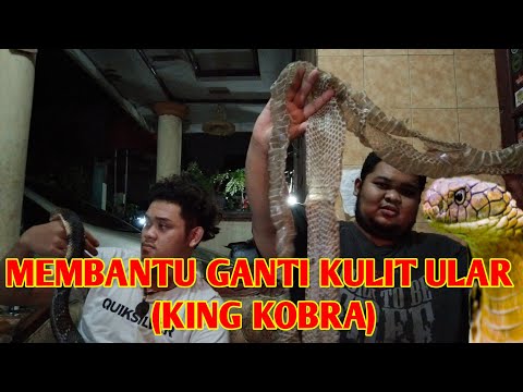 Video: Penumpahan Kulit Tidak Normal Pada Reptil