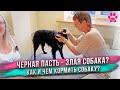 Сухой корм или натуральное питание? Глисты у собак. Про Бравекто. Разговор с кинологом [3/4]