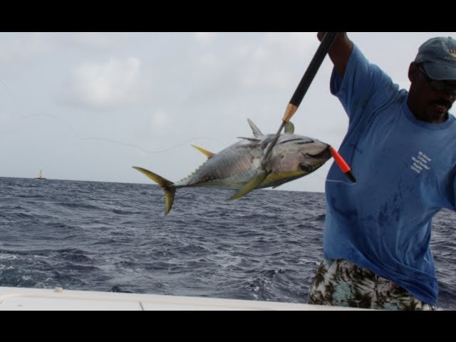 Bahamas Captain Proves Cedar Plugs Are The Best Yellowfin Tuna