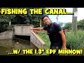 Fishing w the newly released eurotackle 13 epf minnow sick bites
