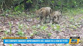 Imágenes impresionantes de jaguares captados en RBM de Petén