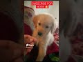 Wants to play with me 🐶#goldenretriever #ytshorts #cutepuppy #doglover #puppy #enjoying