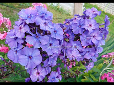 Флокс метельчатый (phlox).Уход и размножение весной.