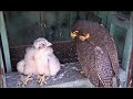 AZ Downtown Peregrine Falcons ~ It's Mine, All Mine! 6.2.16