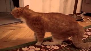 Очень сильно обидели кота Очень сильно обидели кота