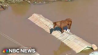 Horse stranded in Brazilian floods rescued from tin roof