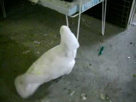 Cockatoo Strut Tika
