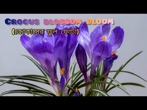 Crocus blossom bloom 🌷