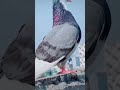 Pigeonpoliwatsappstatusshortpigeonworld 
