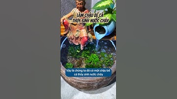 Tạo Một Chậu Bể Cá Nước Chảy Có Cây Thủy Sinh.
