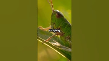 #story #ant #grasshopper #animated 1k #animals #cartoons