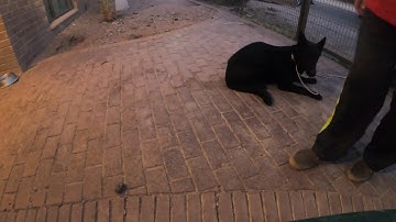 Dog Training Down command with negative reinforcement