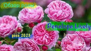 Розы в саду 2023. Обзор розы Penelope Lively. Мнения о розе Дэвида Остина. Новая роза 2023. Отзывы.