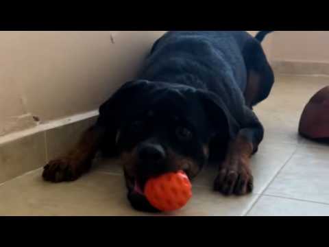 This 130lb Rottweiler Followed Her Everywhere for 14 Months—The Reason Shattered Everyone