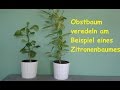Obstbaum selber veredeln / Beispiel Zitronenbaum okulieren / Tutorial - Anleitung