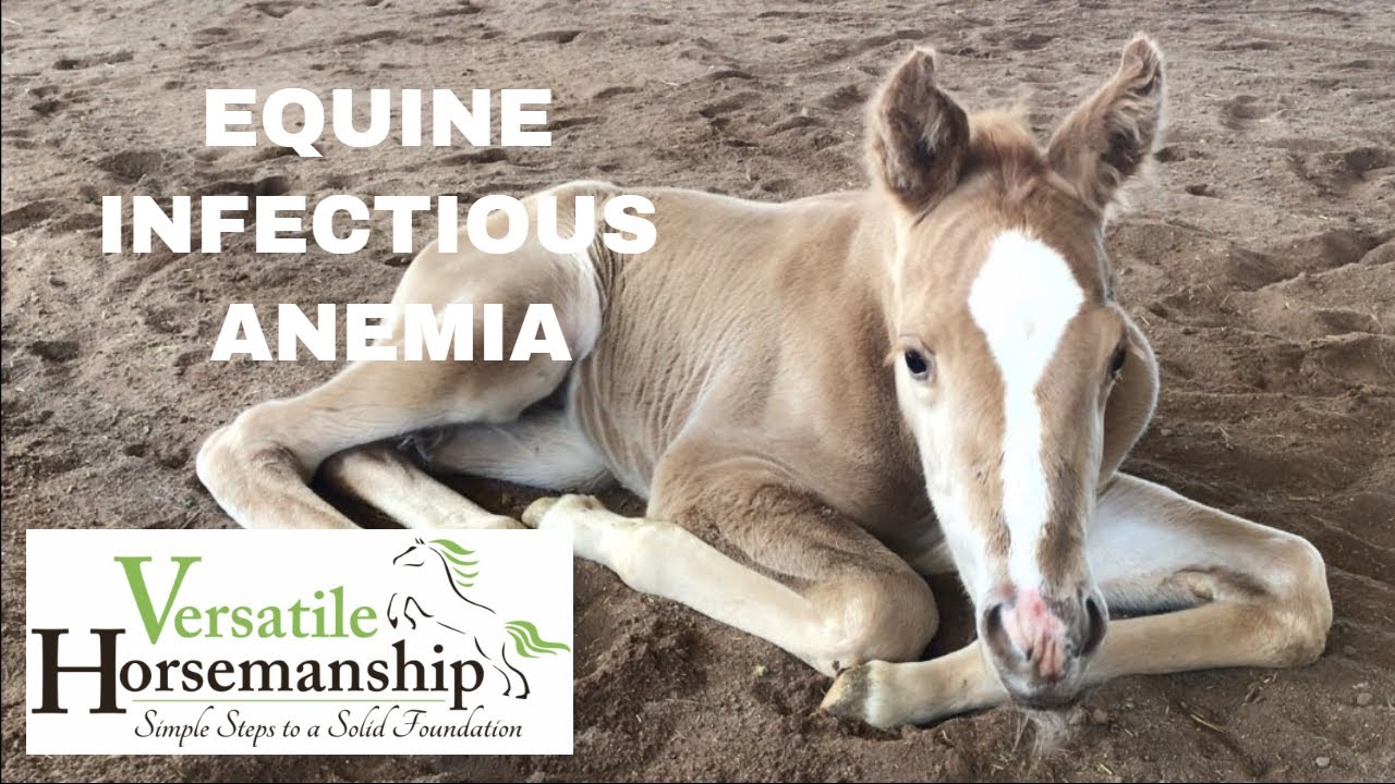 Equine Infectious Anemia | Coggins Test // Versatile Horsemanship