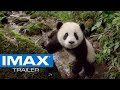 Bandeannonce pandas imax 2