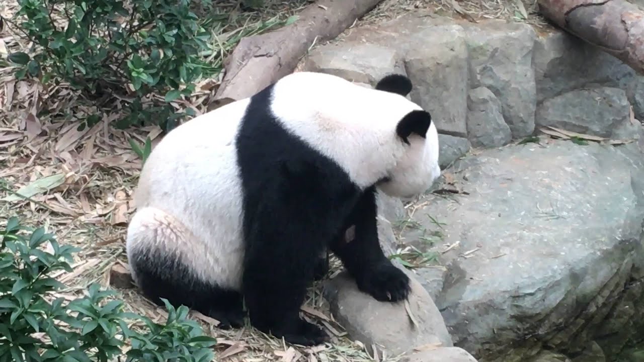 Panda bears Singapore zoo - YouTube