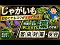 【じゃがいも完全ガイド】初めてでもわかる収穫までの重要ポイントを実践しながら全解説!/芽かき・挿し芽で増やす/失敗すると芋にならずに葉になる!/害虫対策(アブラムシ・テントウムシダマシ)/支柱の立て方