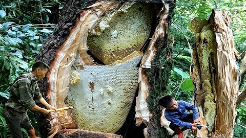 hai anh em đánh hai tổ ong đá khủng lồ được gần 20 kg mật ong #thợ rừng T N #