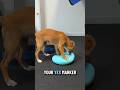 #puppylove #animals #DogTraining #novascotiaducktollingretriever #dogtrainingtips