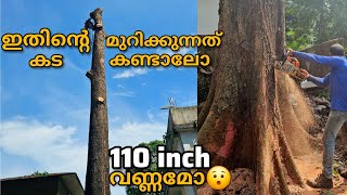 part 2 😳110 inch വണ്ണമുള്ള മഹാഗണി ഇത് മുറിക്കുന്നത് എങ്ങനെയെന്ന് കാണാം