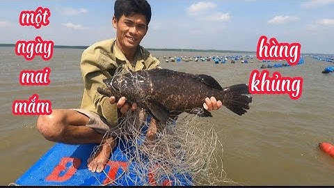 một ngày thăm lưới được con cá mú và cá chẽm (lê nghĩa cần giờ)