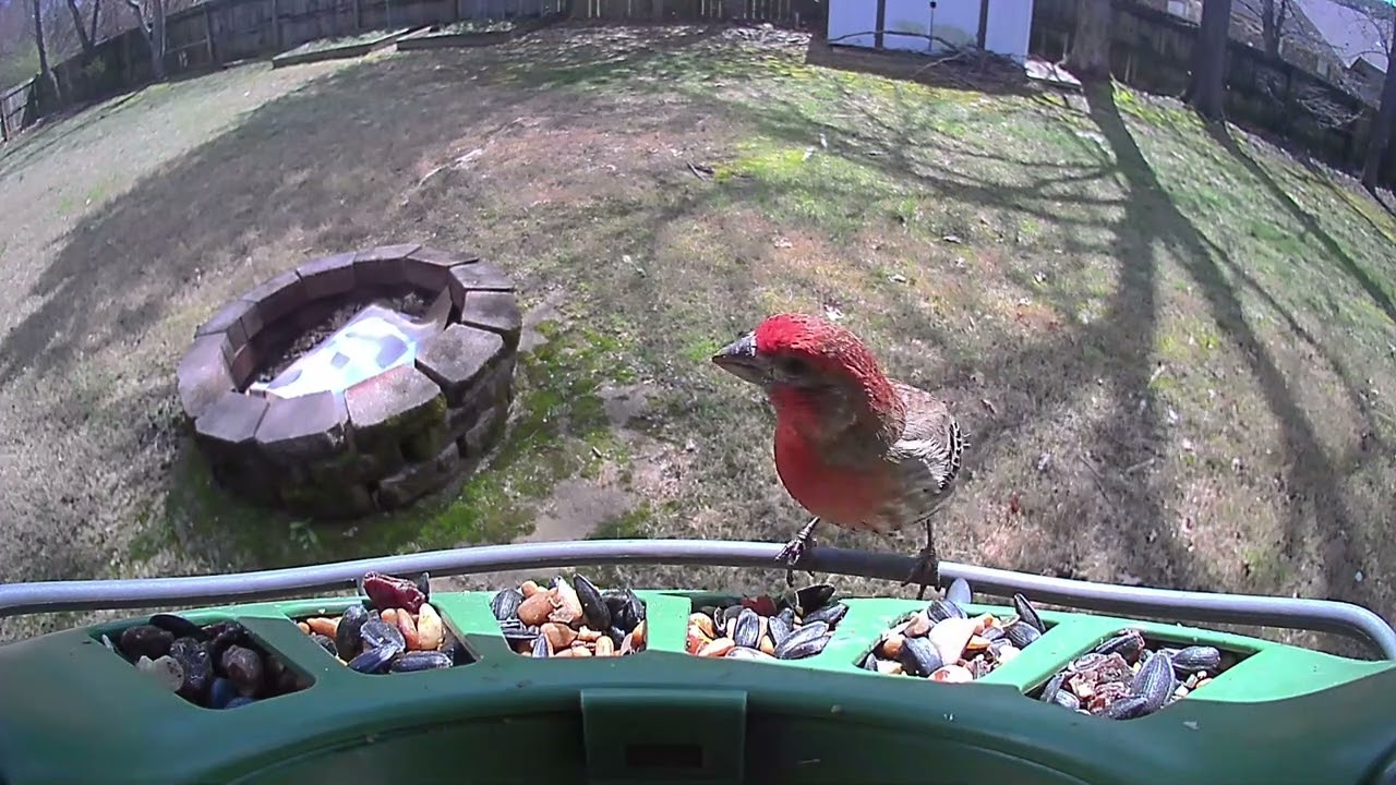 House Finches Took Over the Feeder Today! | Eastern Bluebirds & Cardinals Visit