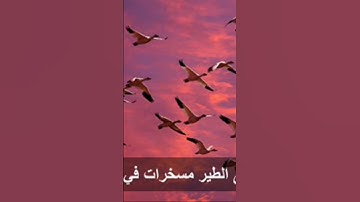 مقطع صوتي من سورة النحل بصوت القارئ/مصطفى بهنسي