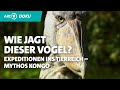 Der Schuhschnabel auf Beutejagd | Mythos Kongo