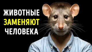видео: Эти животные умнее, чем вы думаете картинка: Эти животные умнее, чем вы думаете