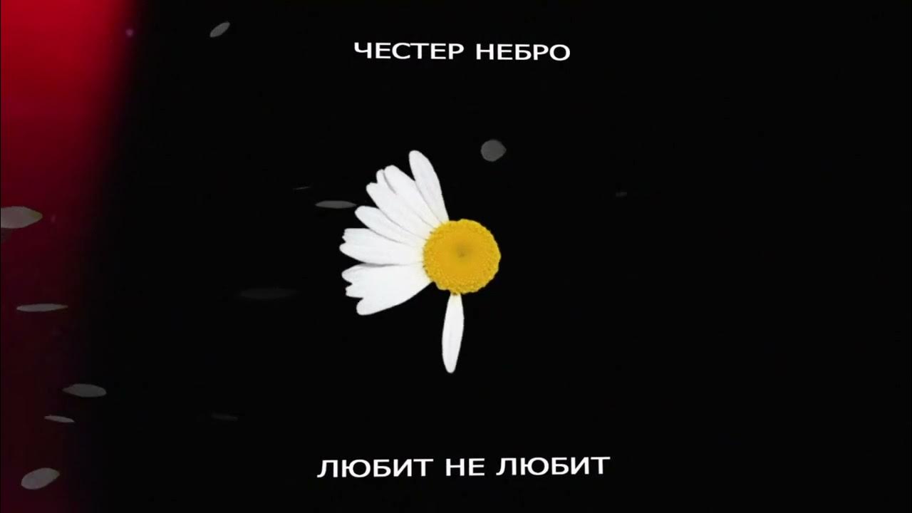 Высказывания честера беннингтона. Честер небро солнце. Честер небро песни текста. Честер небро ты моё солнце текст. Любит не любит честер текст.
