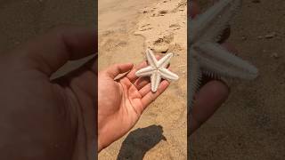 A Happy Ending - Saving Starfish From The Sand 🥺 #Shorts