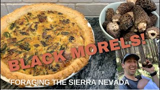 Black Morel Mushrooms | California Spring Foraging | Catch and Cook