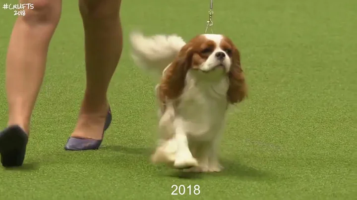 Best of Breed, Toy Group|CAVALIER KING CHARLES SPANIEL|