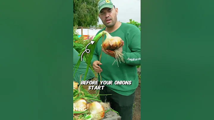 My new favorite way to grow onions...