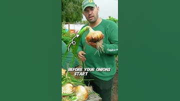 My new favorite way to grow onions...