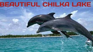 DOLPHIN JOHN CHILKA LAKE#CHILKA LAKE//BEAUTIFUL CHILKA LAKE PURI