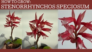 How Im growing Stenorrhynchos speciosum!