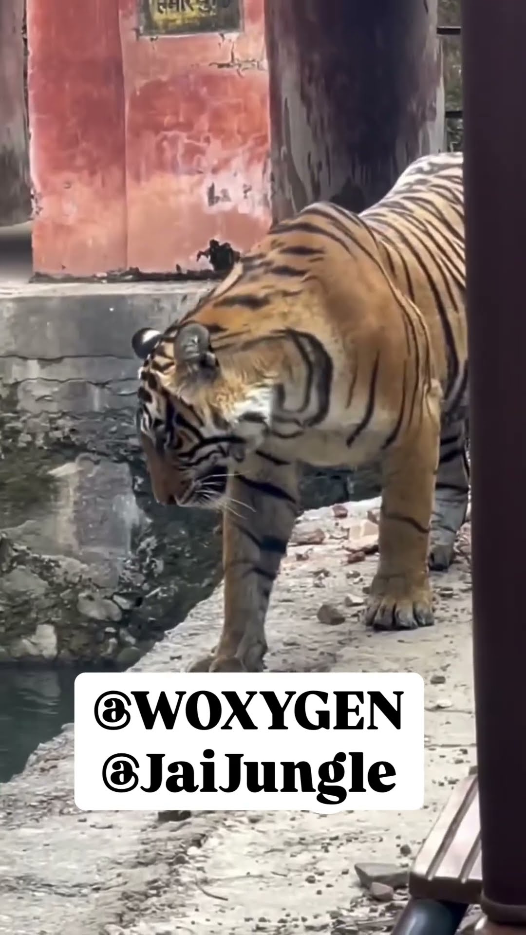 Face to Face With Tiger 😱 Heart Stopped for a Second #tigerspotted #junglesafari