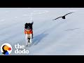 Wild Crow Becomes Part Of Woman's Family For Two Years | The Dodo