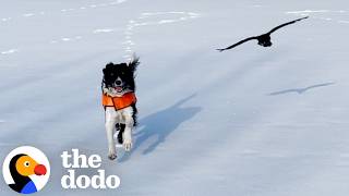 wild crow becomes part woman s family two years dodo