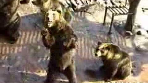 Kde jsou polární oblasti?