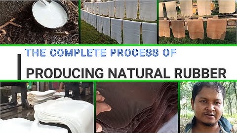 Rubber Tapping & Processing | A Complete step by step process | Natural Rubber Production