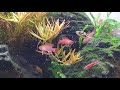 aquascape natural style, dario scarlet badis fish