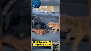 Giant Rottweiler VS Tiny Puppy in Car! #funnydogs  #dogshorts  #funny  #puppy  #cutepuppy