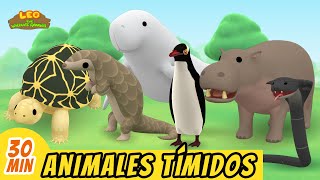 Animales Tímidos Episodio Compilación (Español)  Leo, El Explorador | Animación  Familia  Niños