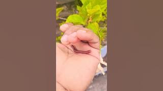 yuo ho all right #insects #nature #animals #funny #viral#shorts