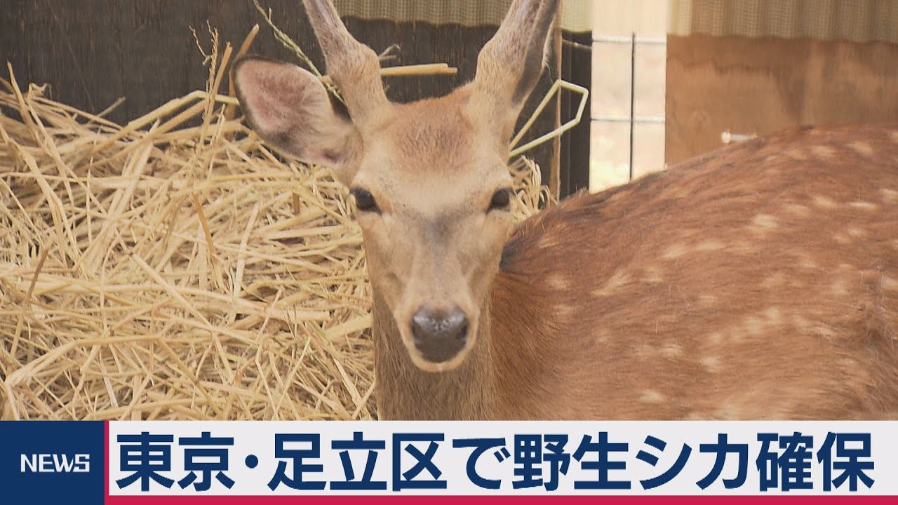 荒川のシカ 足立区で捕獲 Youtube