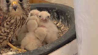 2020황조롱이 육아 6 Kestrel nesting 6- 막내 먹이기 feeding the youngest